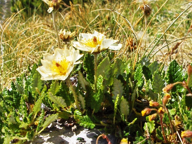 Dryas octopetala / Camedrio alpino